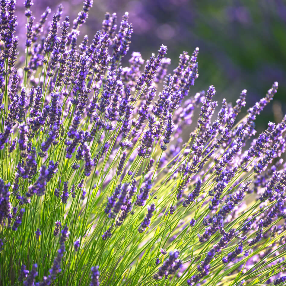 Lavender Flowers